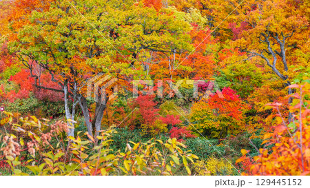 八幡平の紅葉 129445152