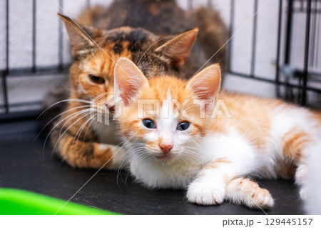 A beautiful cat and an adorable kitten lay peacefully next to each other 129445157