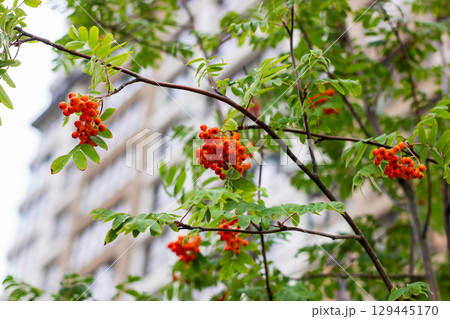 A tree with red berries and green leaves stands by a notable building A tree with red berries and green leaves stands by a notable building 129445170