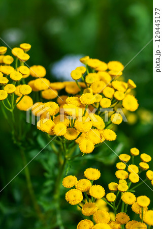 A vibrant bunch of small yellow flowers is growing on a lush green plant A vibrant bunch of small yellow flowers is growing on a lush green plant 129445177