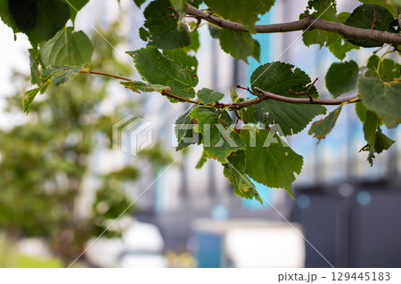 Tree branch with green leaves and blue building in background 129445183