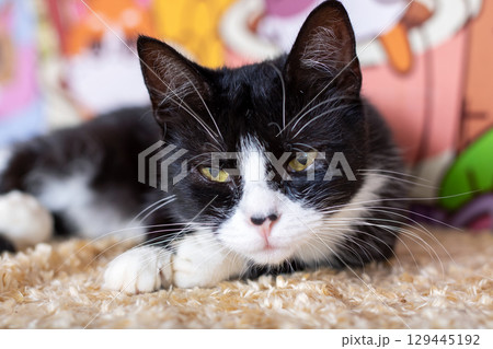 A black and white cat is laying on the carpet, staring at the camera A black and white cat is laying on the carpet, staring at the camera 129445192