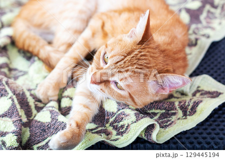 A cat lies on a soft blanket, gazing at the camera 129445194