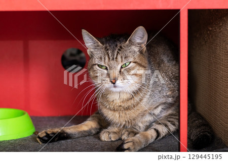 A domestic cat lays comfortably under a red shelf, beside a green bowl 129445195