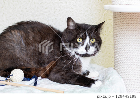 A black and white cat with striking yellow eyes is laying on a bed A black and white cat with striking yellow eyes is laying on a bed 129445199