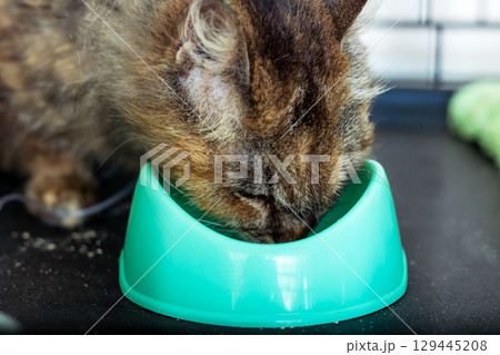 A cat is currently eating from a green bowl that is nearby 129445208