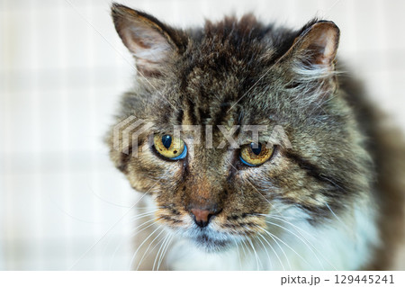 Detailed closeup image of a cats face with striking blue eyes 129445241