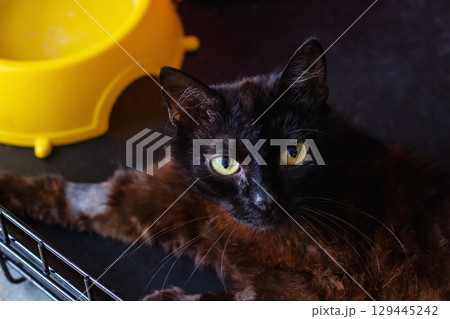 There is a black cat comfortably laying in a cage next to a yellow bowl 129445242