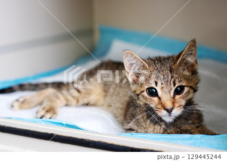 A cute kitten is comfortably on a blue blanket, gazing at the camera 129445244
