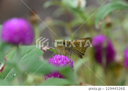 山田池公園 129445268