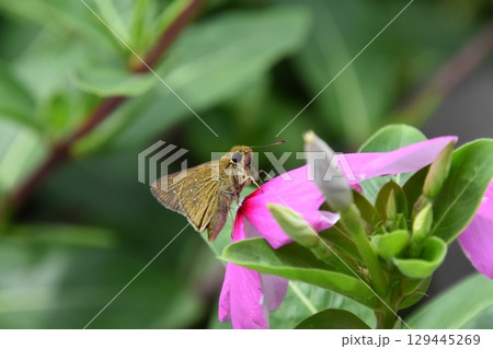 山田池公園 山田池公園 129445269