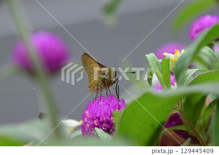 山田池公園 129445409