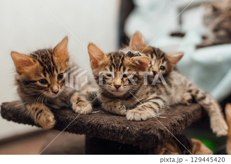 Three cute bengal kittens laying on a soft cat's shelf of a cat's house. 129445420
