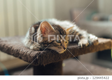 Cute bengal kitten laying on a soft cat's shelf of a cat's house. Cute bengal kitten laying on a soft cat's shelf of a cat's house. 129445422