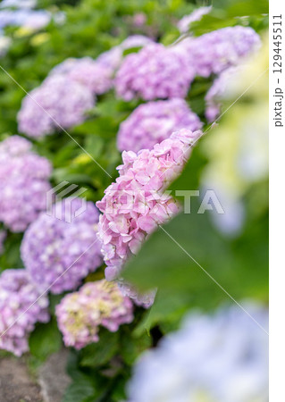 雨に濡れるアジサイの花 129445511