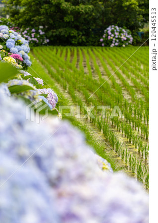 田んぼに咲く紫陽花 田んぼに咲く紫陽花 129445513