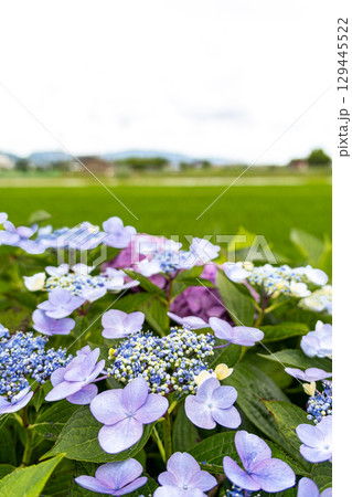 土手に咲く紫陽花 129445522