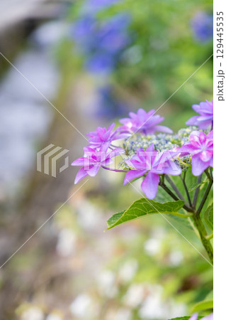 道端に咲くピンクのアジサイ 129445535