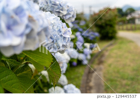 道脇の青い紫陽花 129445537