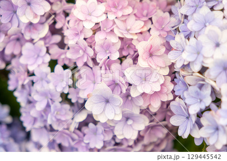 薄紫色の紫陽花のアップ 129445542