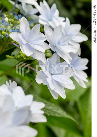 白いガクアジサイ 129445546