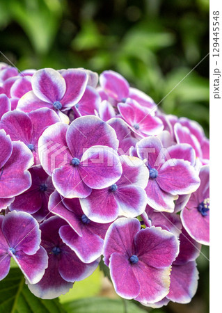 雨に濡れたピンクの紫陽花 129445548