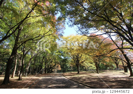 代々木公園の紅葉 代々木公園の紅葉 129445672