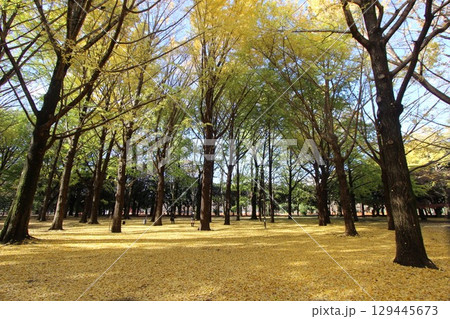 代々木公園の紅葉 129445673