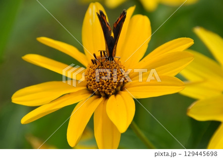 山田池公園 129445698