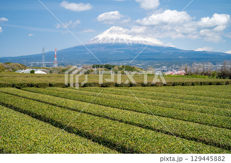 富士山と茶畑 富士山と茶畑 129445882