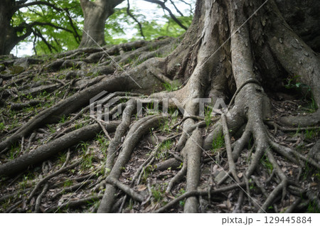 木の根っこ 129445884