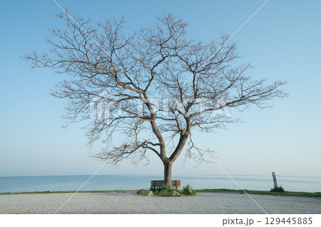 琵琶湖畔と木とあのベンチ 129445885