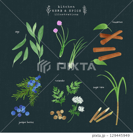 キッチンハーブとスパイスの水彩イラスト-2（背景 紺） 129445949