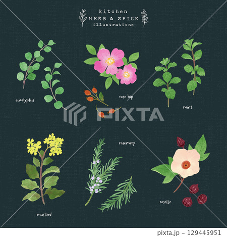 キッチンハーブとスパイスの水彩イラスト-5（背景 紺） 129445951