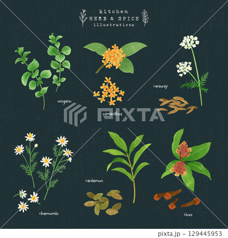 キッチンハーブとスパイスの水彩イラスト-1（背景 紺） 129445953