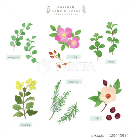 キッチンハーブとスパイスの水彩イラスト-5 キッチンハーブとスパイスの水彩イラスト-5 129445954