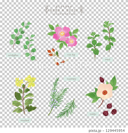 キッチンハーブとスパイスの水彩イラスト-5 キッチンハーブとスパイスの水彩イラスト-5 129445954