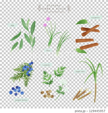 Kitchen herbs and spices watercolor illustration-2 129445957