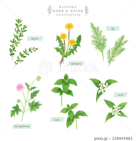 キッチンハーブとスパイスの水彩イラスト-3 キッチンハーブとスパイスの水彩イラスト-3 129445961