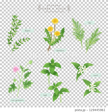 キッチンハーブとスパイスの水彩イラスト-3 キッチンハーブとスパイスの水彩イラスト-3 129445961