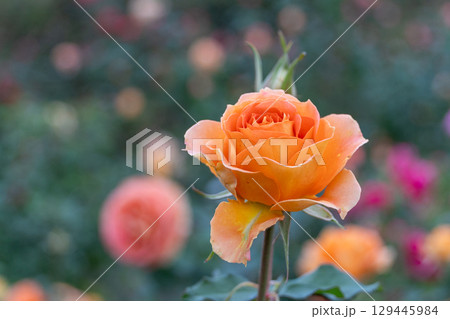 バラ園に咲く綺麗なオレンジのバラ 129445984