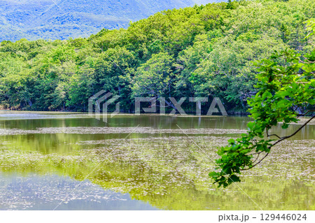 北海道知床半島にある知床五湖を、6月の澄んだ青空の下で散策する風景。湖面に映る山々と原生林が美しい。 北海道知床半島にある知床五湖を、6月の澄んだ青空の下で散策する風景。湖面に映る山々と原生林が美しい。 129446024