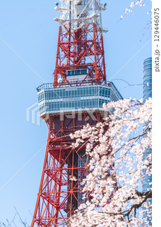 増上寺から見るしだれ桜と東京タワー 増上寺から見るしだれ桜と東京タワー 129446075