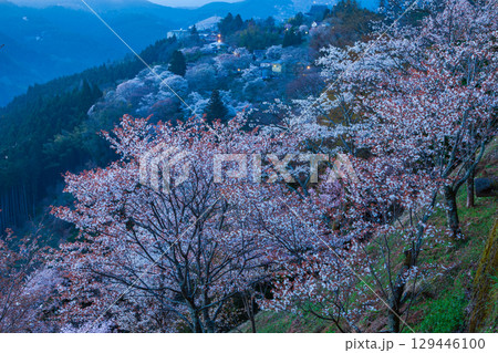 桜満開の吉野　奈良県吉野郡吉野町にて 129446100