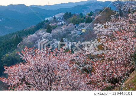 桜満開の吉野　奈良県吉野郡吉野町にて 129446101