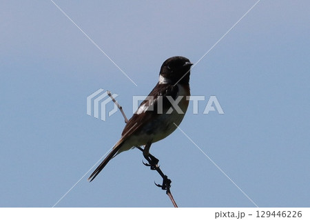 高原のノビタキ 129446226