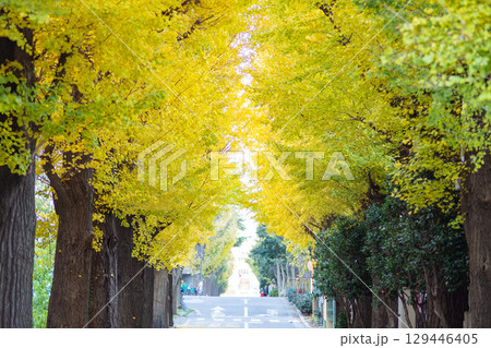 奥行きのあるイチョウ並木 129446405