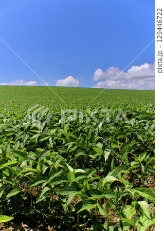 大豆畑と大空（北海道・美瑛町・びえいちょう） 129446722