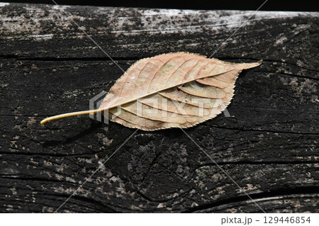 山田池公園 129446854