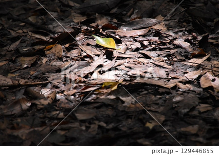 山田池公園 129446855